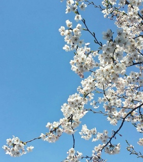 sky, cherryblossom and seoul