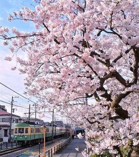 cherryblossom, spring and pink