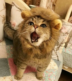 beautiful animals, kitty and cat