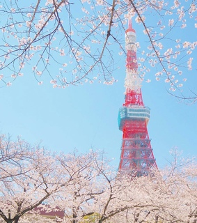 cherryblossom, aesthetic and japan