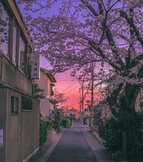 japan, kyoto and pink