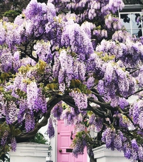 spring, flowers and bloom