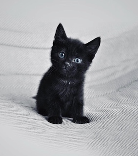 black, kitten and adorable