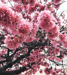 flowers, bloom and wisteria