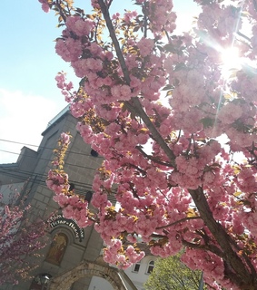 tree, wallpapers and love