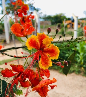 flowers, inspiration and morning