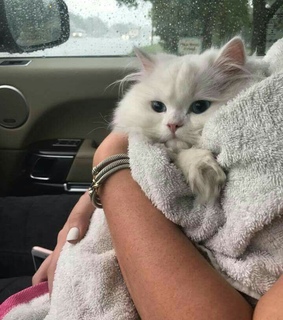 animals, cute cats and tumblr