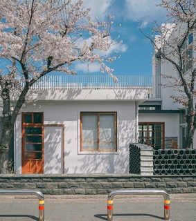 cherryblossom, korea and cherry trees