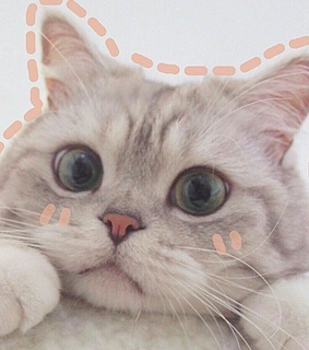 pets, cute cats and adorable cats