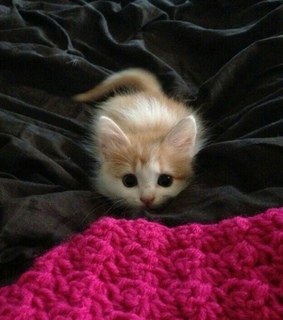 adorable animals, cute and beautiful cats