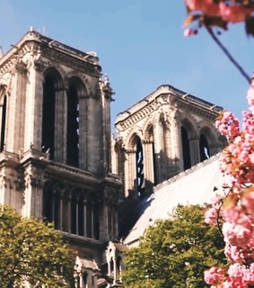 daffodils, tulips and flowers
