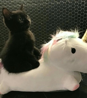 cats, cute cats and cat