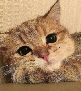 kitty, animals and adorable animals