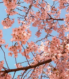 spring, beauty and aesthetic