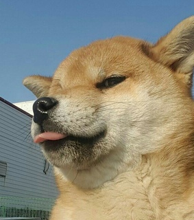 funny animals, adorable animals and pet