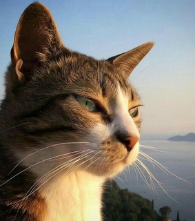 tumblr, sunset and cats