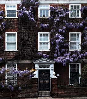 romantic, purple and wisteria