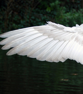 simple, contrast and bird