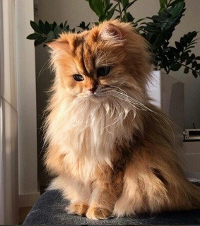 light, bambi and kitty