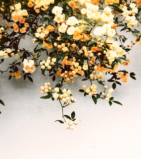 yellow, adventure and background