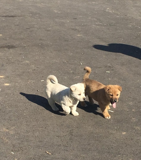 aesthetic, animals and cute