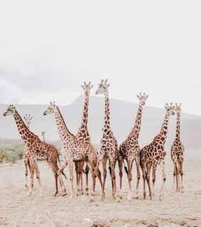 safari, nature and brown