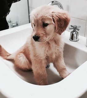 light, animals and tumblr