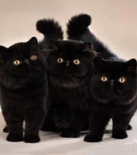 chat rare, Chat Noir and dz