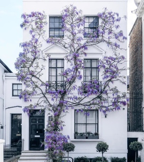 wisteria, world and sakura