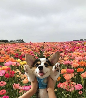 flowers, puppy and nature