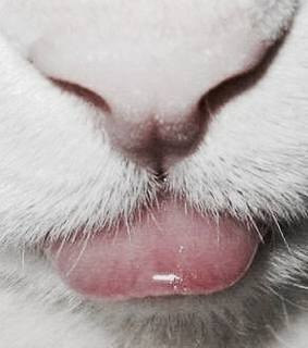 momoland, kitten and cat