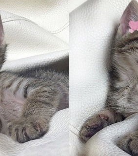 fondo, corazones and sleeping