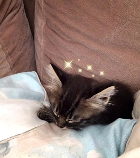 asian, aesthetic cat and indie