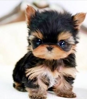 tierno, animales and pupy