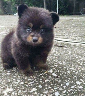 dog, marron and animal