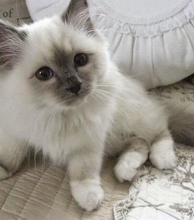 kitty, animals and yes