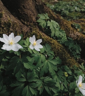 faeries, witch and flowers