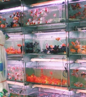 koi, love and fish tanks