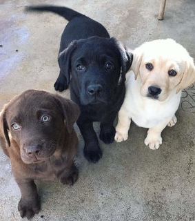 brown, doggy and dogs