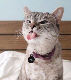 photography, funny cat and tongue out