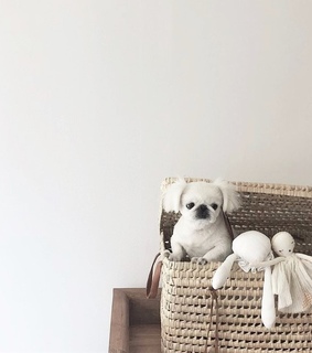 puppy, dog and doggie