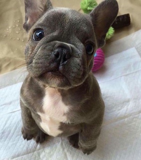 follow me, dog halloween costume and cute dogs