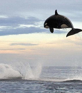 ocean life, whales and whale jumping