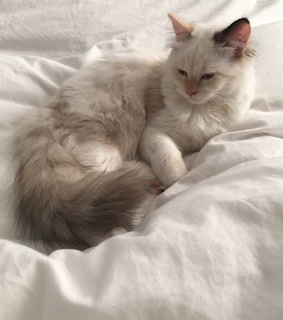 cute animals, funny animals and cute cats