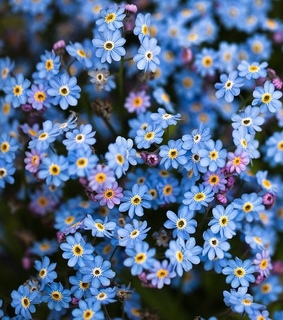 flower, forget me not flower and blue background