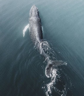 whales, nature and sea