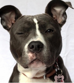 friend, loyal and adopt don't buy