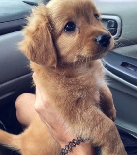 puppy love, doggy and puppy