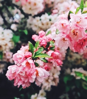 england, flowers and tulips