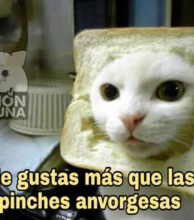 gato, memes en español and gatito